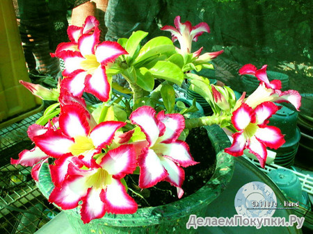 Adenium Obesum	Mini Size Sunup Star 5 