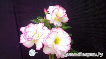 Adenium Obesum	KO_68 (5)