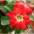 Adenium Obesum	Mini Size Mixed 5  (, , -)