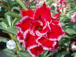 Adenium Obesum	Miracle 5 