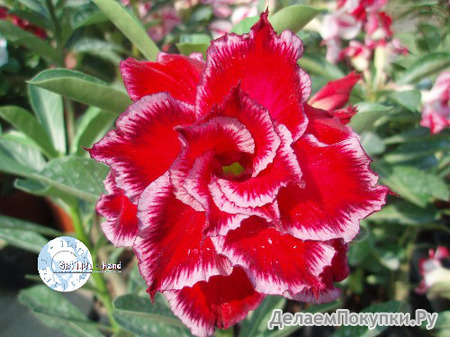 Adenium Obesum	Miracle 5 