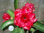 Adenium Obesum	Narcissus 5 