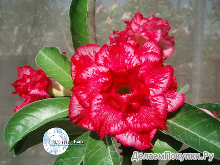 Adenium Obesum	Narcissus 5 