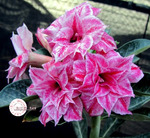 Adenium Obesum	KO_33 (5)