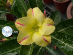 Adenium Obesum	New Yellow (code:16888) 5 