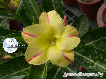 Adenium Obesum	New Yellow (code:16888) 5 