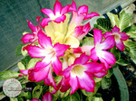 Adenium Obesum	Noble 5 