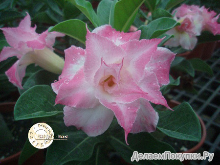 Adenium Obesum	KO_25 (5)