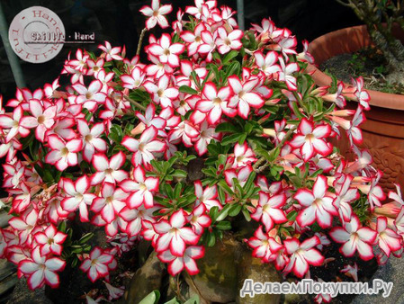 Adenium Obesum	Noble Concubine 5 