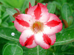 Adenium Obesum	Nocturne 5 