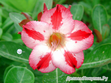 Adenium Obesum	Nocturne 5 