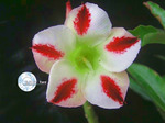 Adenium Obesum	Phoenix 5 