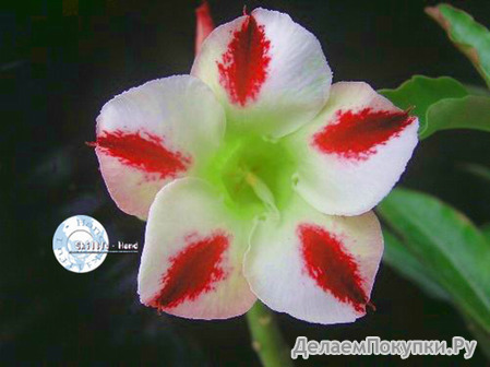 Adenium Obesum	Phoenix 5 