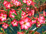 Adenium Obesum	PINK 5 