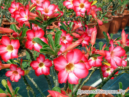 Adenium Obesum	PINK 5 