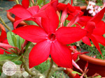 Adenium Obesum	Prominent 5 