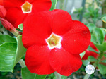 Adenium Obesum	Red aurora 5 