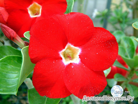 Adenium Obesum	Red aurora 5 