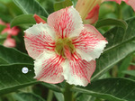 Adenium Obesum	Red Ripples 5 