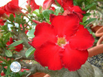 Adenium Obesum	Red Star of Taiwan 5 
