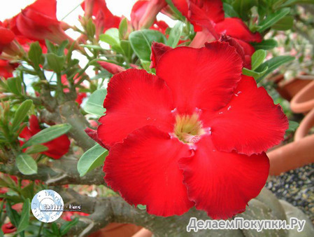 Adenium Obesum	Red Star of Taiwan 5 