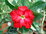 Adenium Obesum	Red vigilant 5 