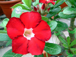 Adenium Obesum	Royal Ruby 5 