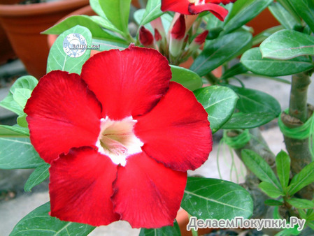 Adenium Obesum	Royal Ruby 5 