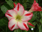 Adenium Obesum	Scarlet Knight 5 