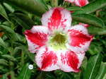 Adenium Obesum	Sheer Bliss 5 