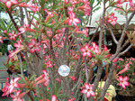 Adenium Obesum	SOMALENSE 5 
