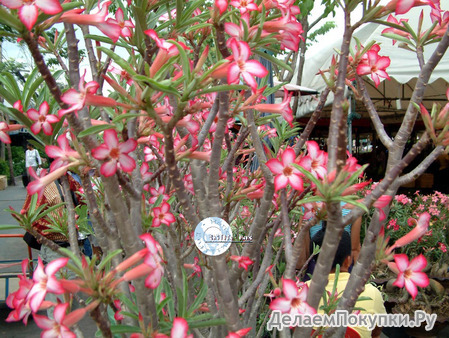 Adenium Obesum	SOMALENSE 5 