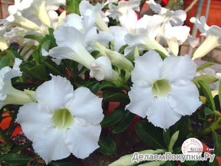 Adenium Obesum	Spindrift 5 