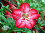 Adenium Obesum	Star in Style 5 