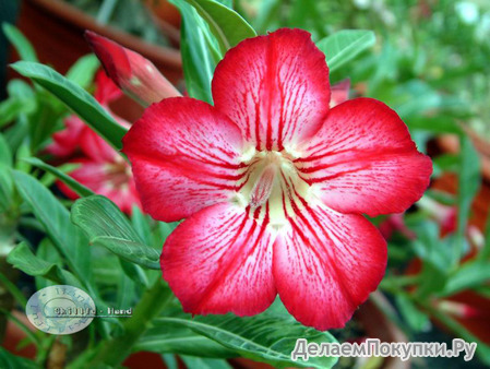 Adenium Obesum	Star in Style 5 