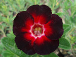 Adenium Obesum	Star of Black Night 5 