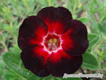 Adenium Obesum	Star of Black Night 5 