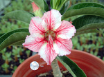 Adenium Obesum	Star of Flame 5 