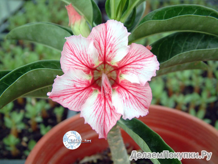 Adenium Obesum	Star of Flame 5 