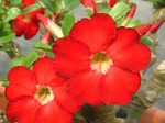 Adenium Obesum	Star of Heaven 5 