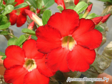 Adenium Obesum	Star of Heaven 5 