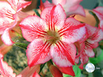 Adenium Obesum	Star of Hope 5 