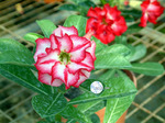 Adenium Obesum	Star of Legend 5 