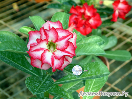 Adenium Obesum	Star of Legend 5 