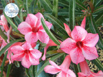 Adenium Obesum	Star of Red Sparkles 5 