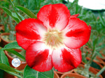 Adenium Obesum	Star of tomorrow 5 