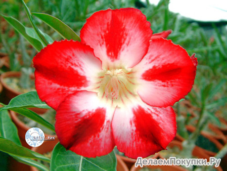 Adenium Obesum	Star of tomorrow 5 