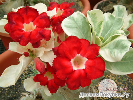 Adenium Obesum	Star of Top 5 