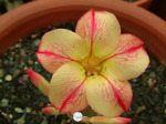 Adenium Obesum	Star of Yellow Dream 5 