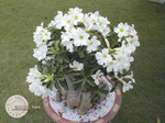 Adenium Obesum	Star-Studded Sky 5 